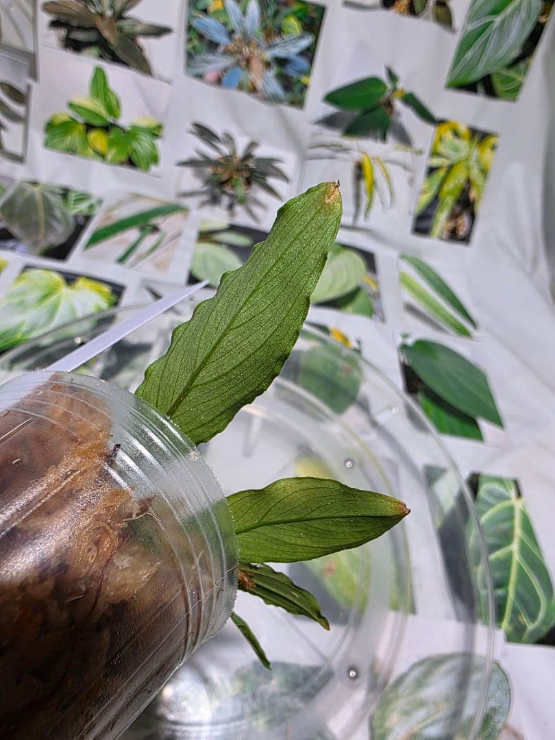 熱帯植物　LA便　ホマロメナ　濡烏×ユークレース