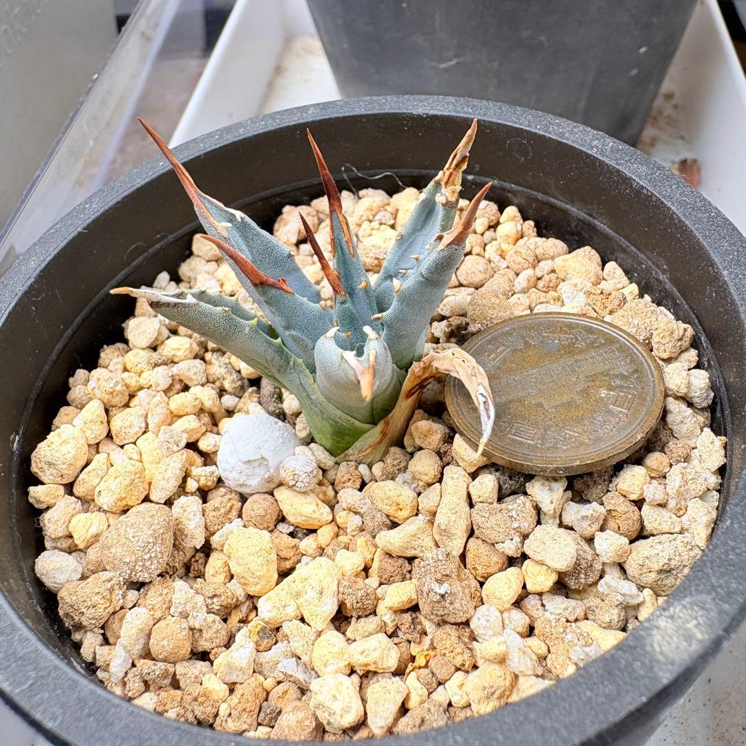 エボリスピナ 陽炎 アガベ 観葉植物 現地株 子株 カキコ 趣味 園芸