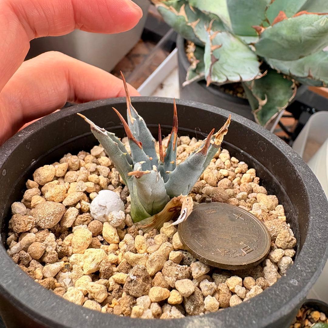 エボリスピナ 陽炎 アガベ 観葉植物 現地株 子株 カキコ 趣味 園芸