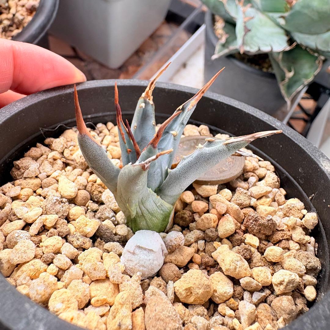 エボリスピナ 陽炎 アガベ 観葉植物 現地株 子株 カキコ 趣味 園芸