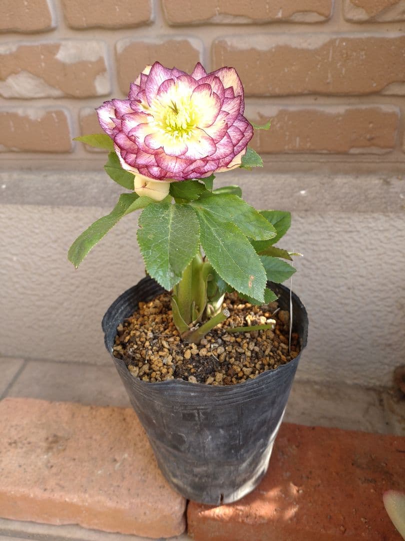 値下げ加藤農園✨グラデーションピコティダブル♥開花株✨クリスマスローズ✨