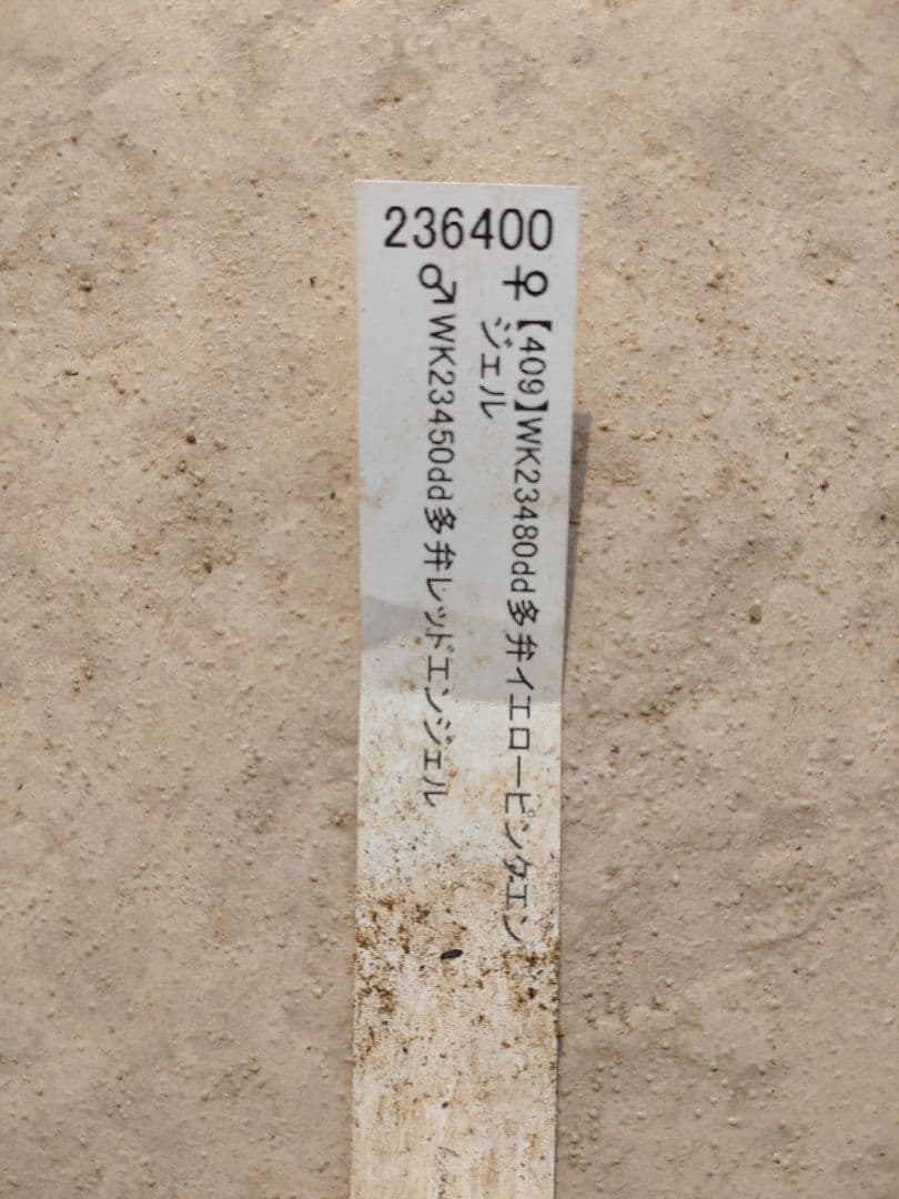 値下げ加藤農園✨グラデーションピコティダブル♥開花株✨クリスマスローズ✨