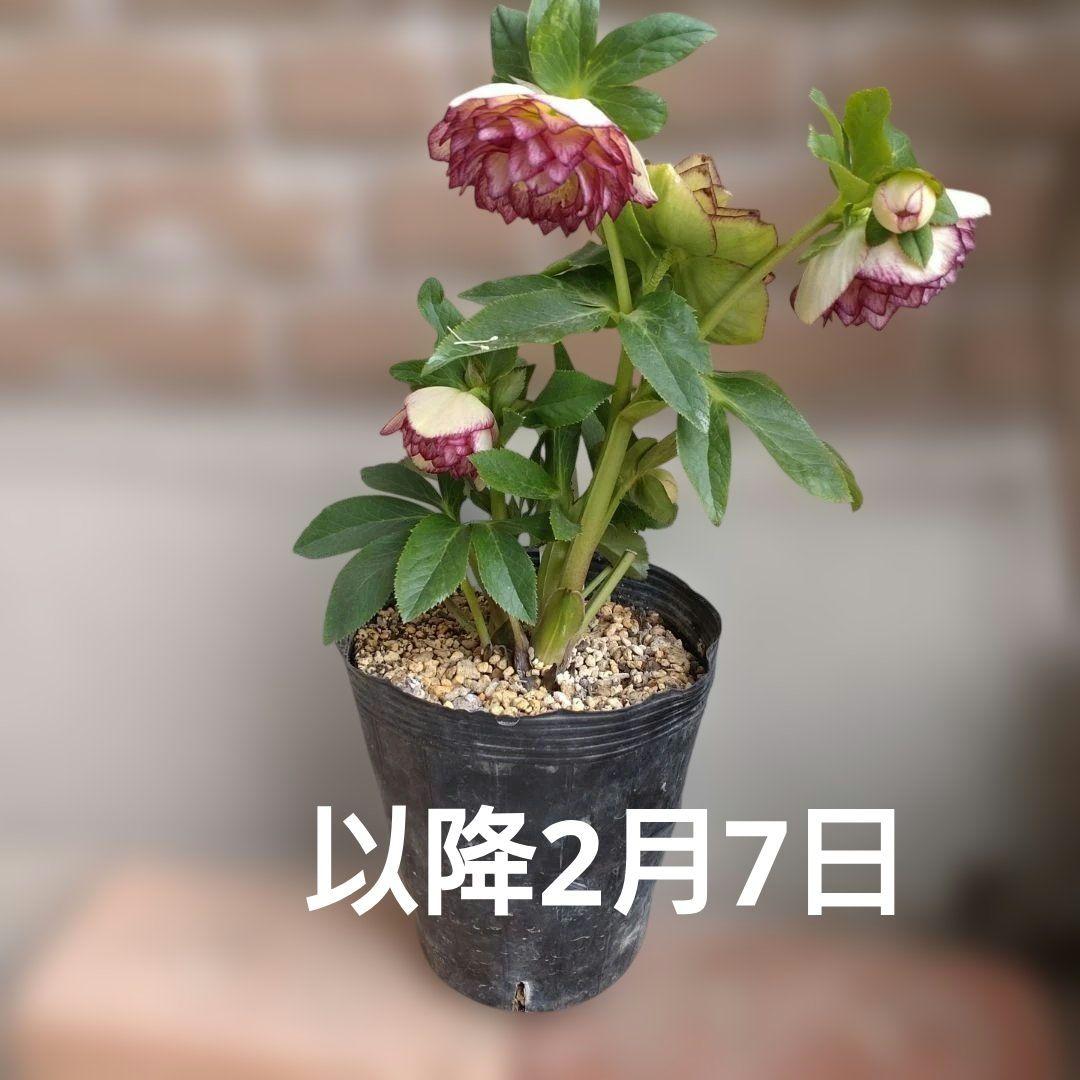 値下げ加藤農園✨グラデーションピコティダブル♥開花株✨クリスマスローズ✨