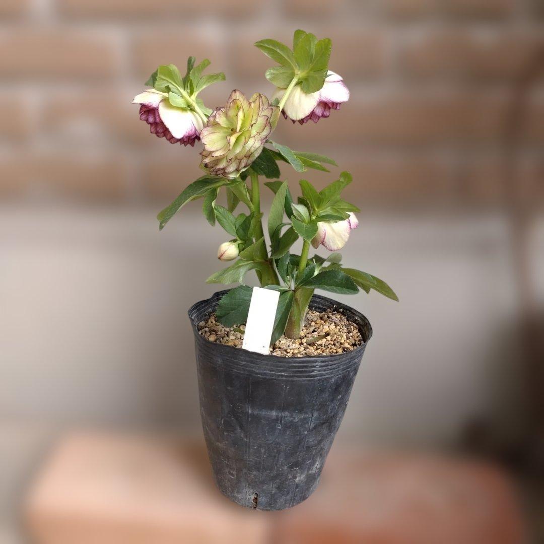 値下げ加藤農園✨グラデーションピコティダブル♥開花株✨クリスマスローズ✨