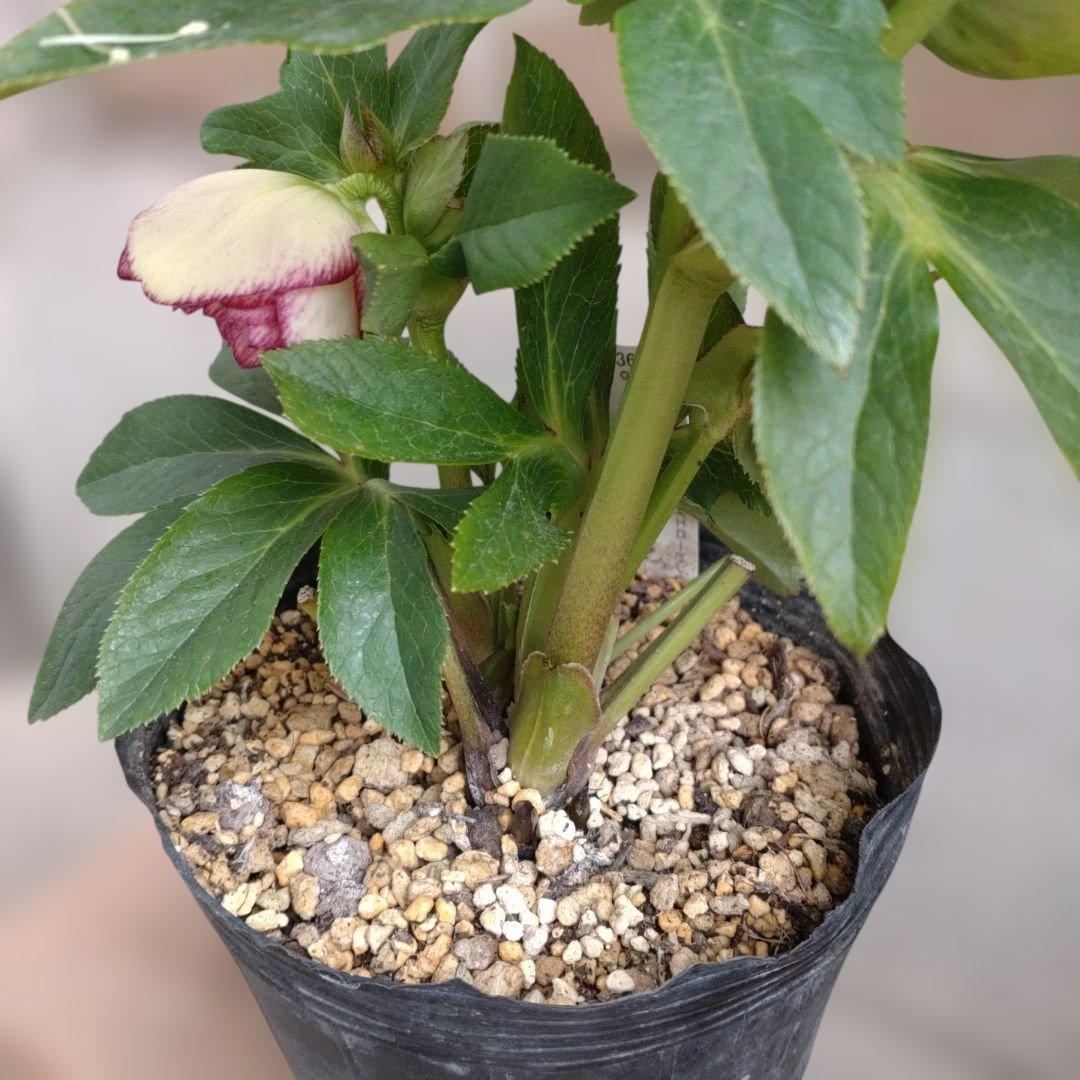 値下げ加藤農園✨グラデーションピコティダブル♥開花株✨クリスマスローズ✨