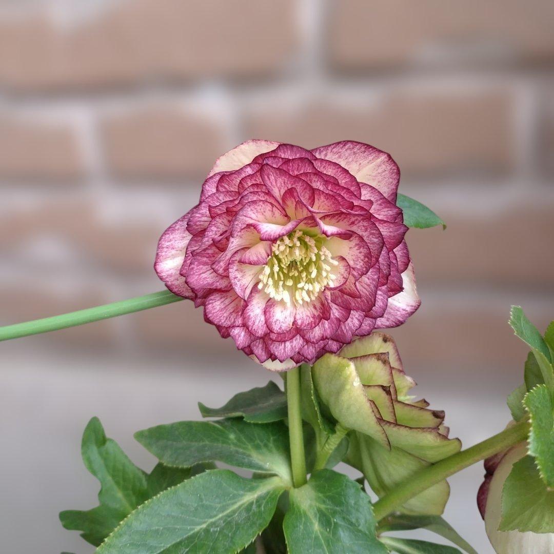 値下げ加藤農園✨グラデーションピコティダブル♥開花株✨クリスマスローズ✨