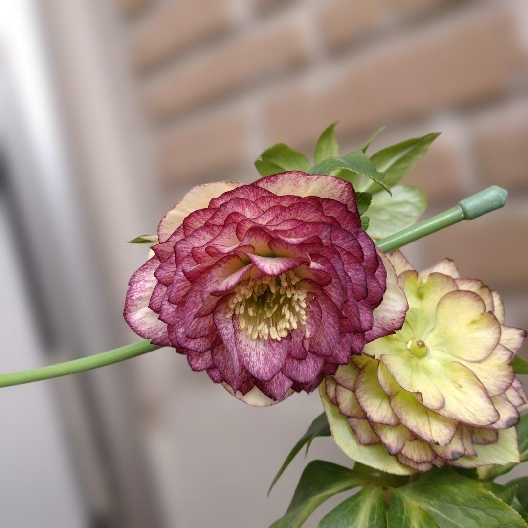 値下げ加藤農園✨グラデーションピコティダブル♥開花株✨クリスマスローズ✨