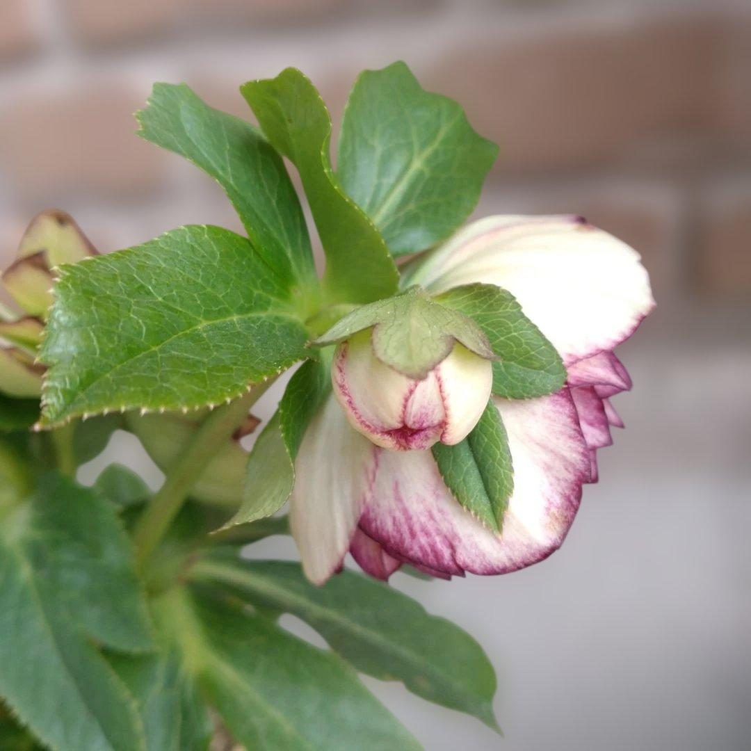 値下げ加藤農園✨グラデーションピコティダブル♥開花株✨クリスマスローズ✨