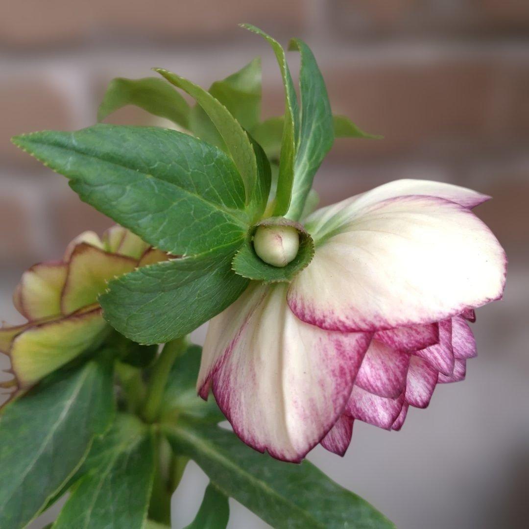 値下げ加藤農園✨グラデーションピコティダブル♥開花株✨クリスマスローズ✨