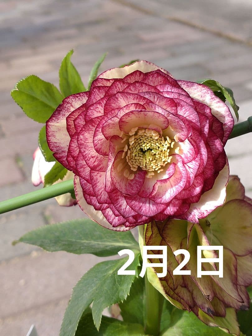 値下げ加藤農園✨グラデーションピコティダブル♥開花株✨クリスマスローズ✨