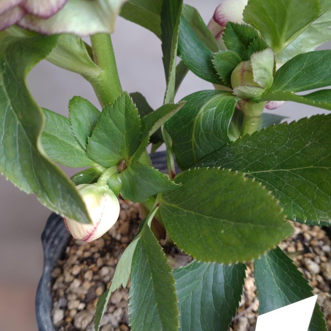 値下げ加藤農園✨グラデーションピコティダブル♥開花株✨クリスマスローズ✨