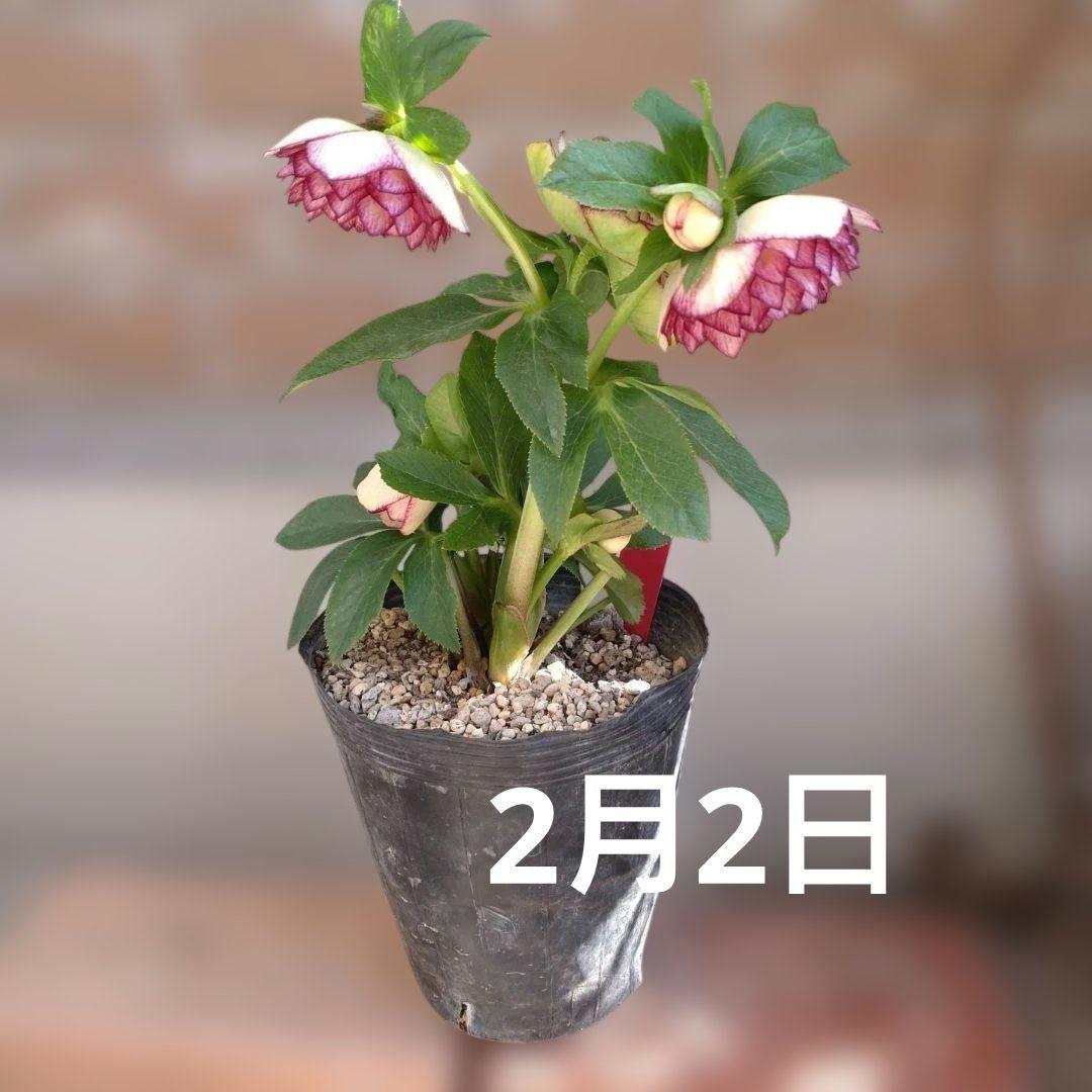 値下げ加藤農園✨グラデーションピコティダブル♥開花株✨クリスマスローズ✨