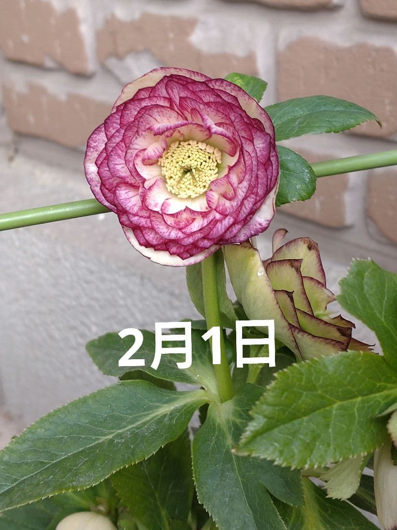 値下げ加藤農園✨グラデーションピコティダブル♥開花株✨クリスマスローズ✨