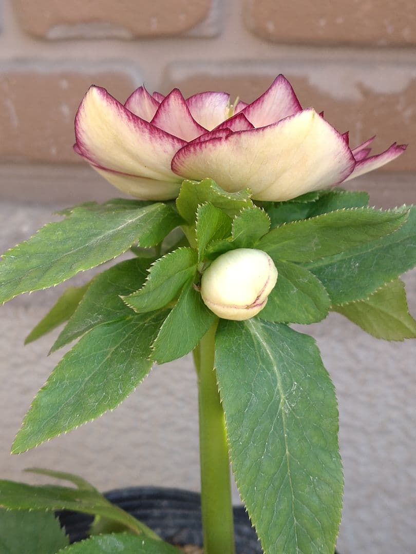 値下げ加藤農園✨グラデーションピコティダブル♥開花株✨クリスマスローズ✨