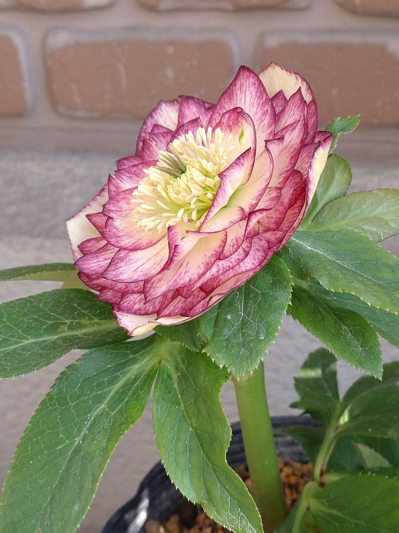 値下げ加藤農園✨グラデーションピコティダブル♥開花株✨クリスマスローズ✨