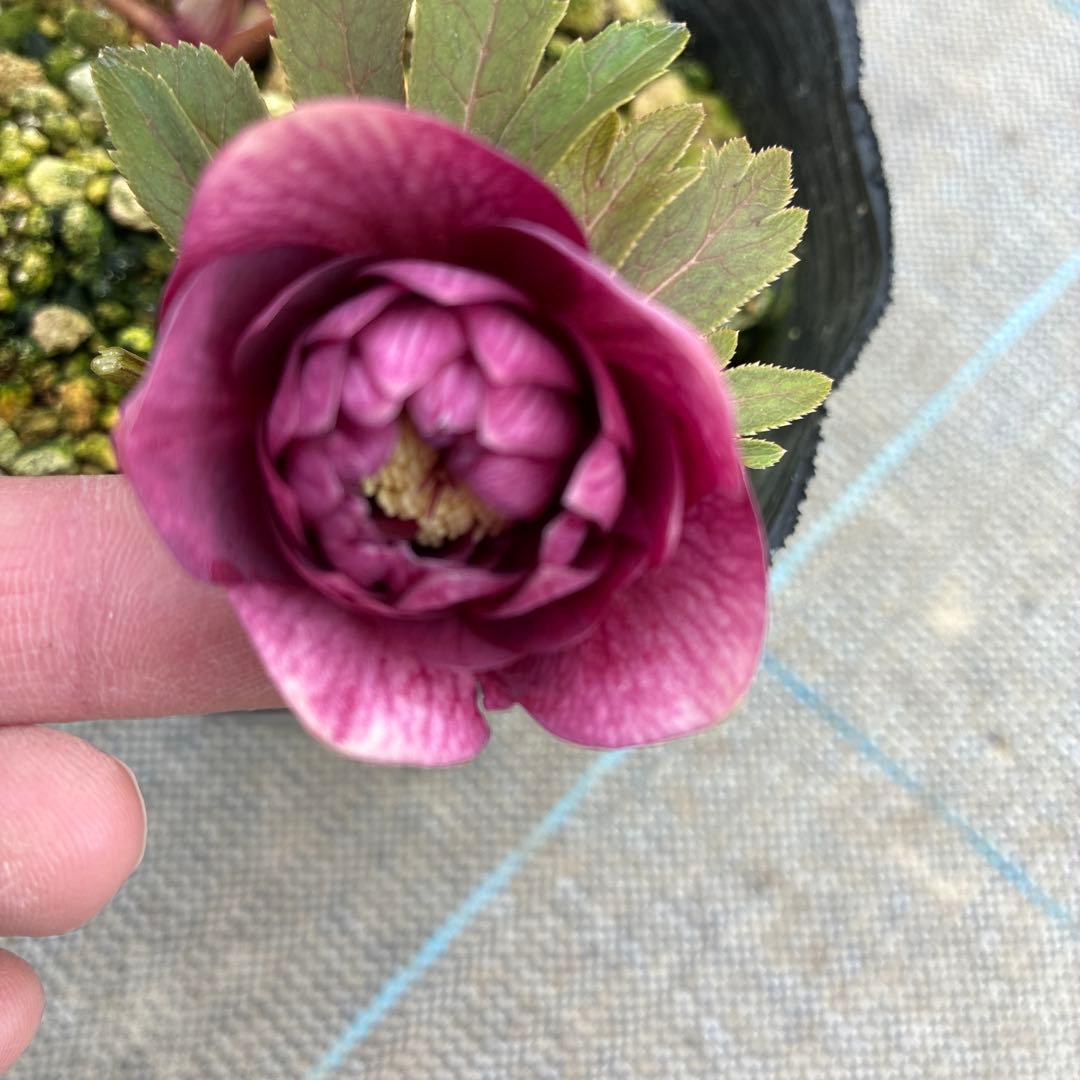 クリスマスローズ　レッドオーレア　三兄弟　dd sd ss 4.5寸