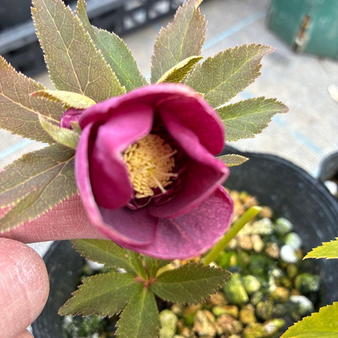 クリスマスローズ　レッドオーレア　三兄弟　dd sd ss 4.5寸