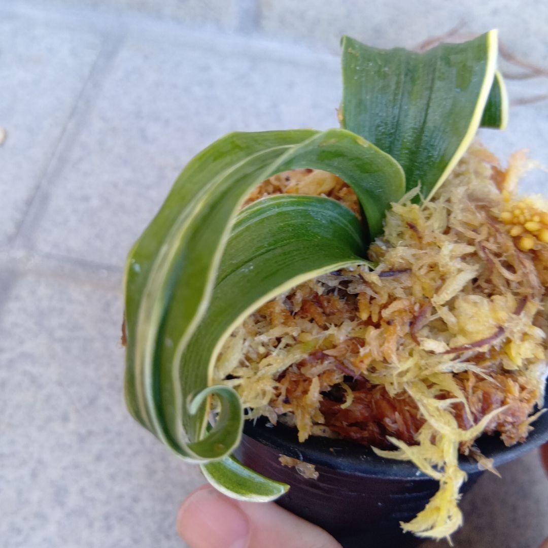 万年青　おもと　鶴の舞