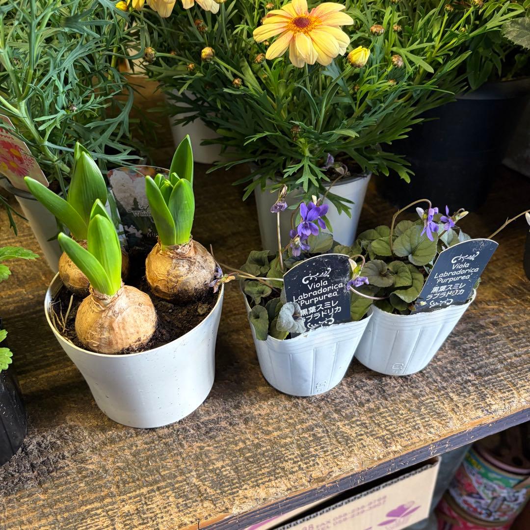 ブ*ン様 ガーデニング　てんこ盛りアソート　13ポット　ラナンキュラス　クリスマ