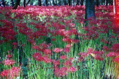 フィルムカメラ SHARAN Classic MODEL C-SHARAN Standard