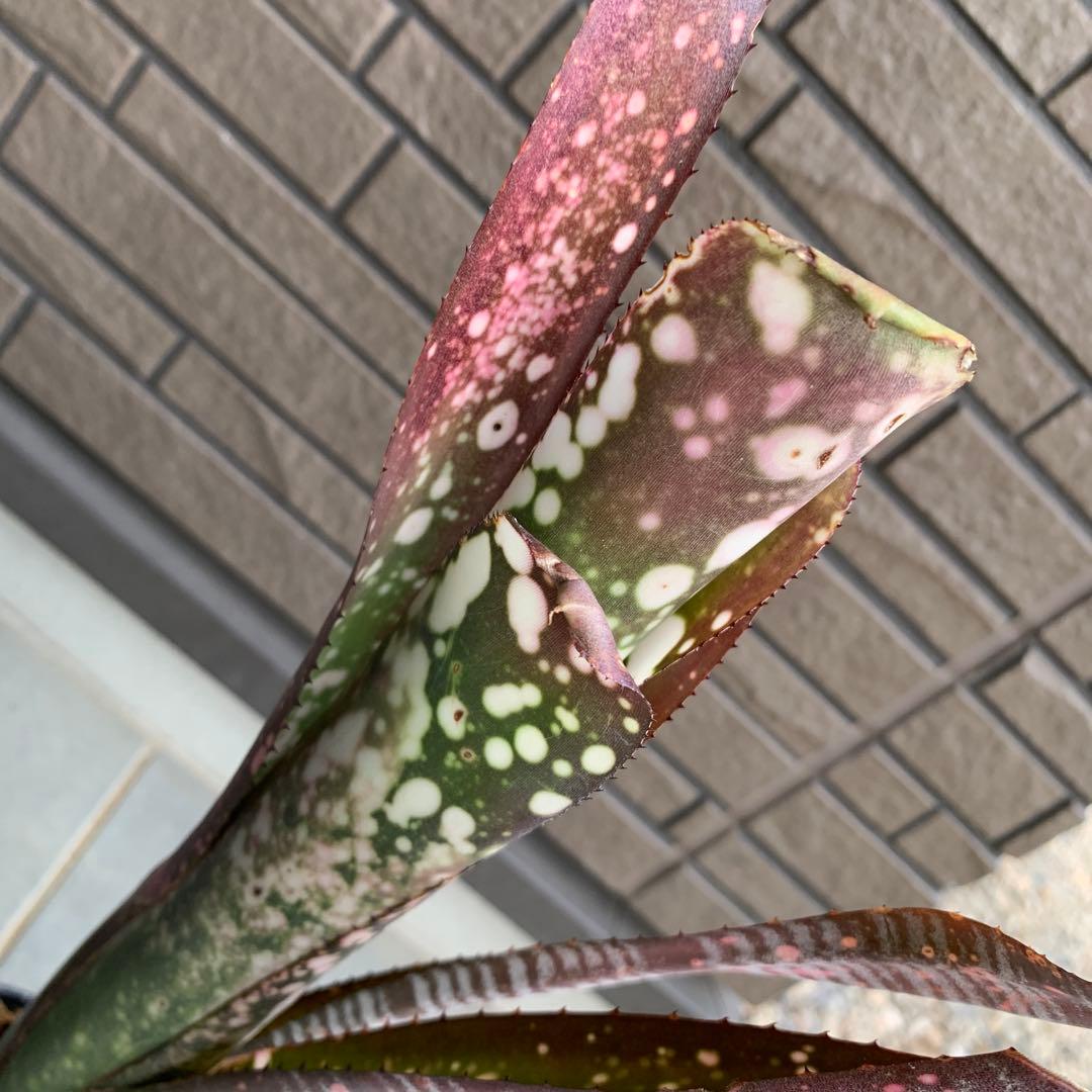 ブロメリア・エアープランツ BillbergiaHalelujah x DomingosMartins #2