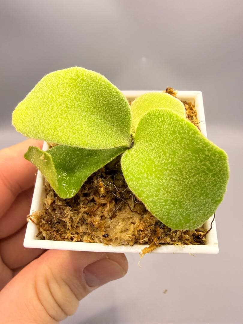 ビカクシダ　P.  Angle sporeling