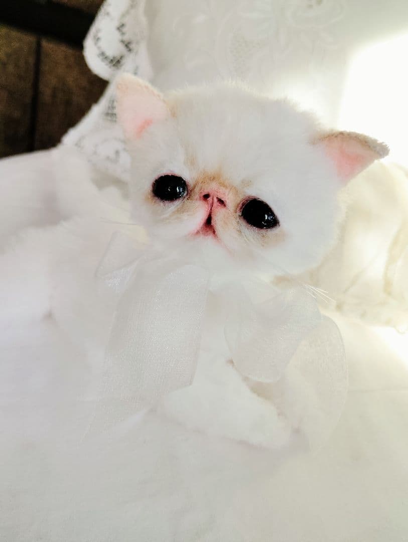 エキゾチック子猫ちゃん♡くりりんオメメ♡アートドール♡ぬいぐるみ♡