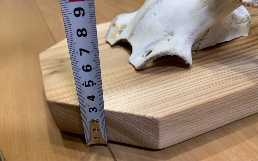 ハンティングトロフィー　丹波篠山産　鹿の角　大幅値下げ！日本鹿　スカル　即日発送