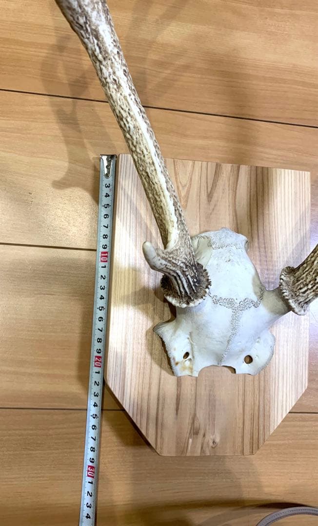 ハンティングトロフィー　丹波篠山産　鹿の角　大幅値下げ！日本鹿　スカル　即日発送