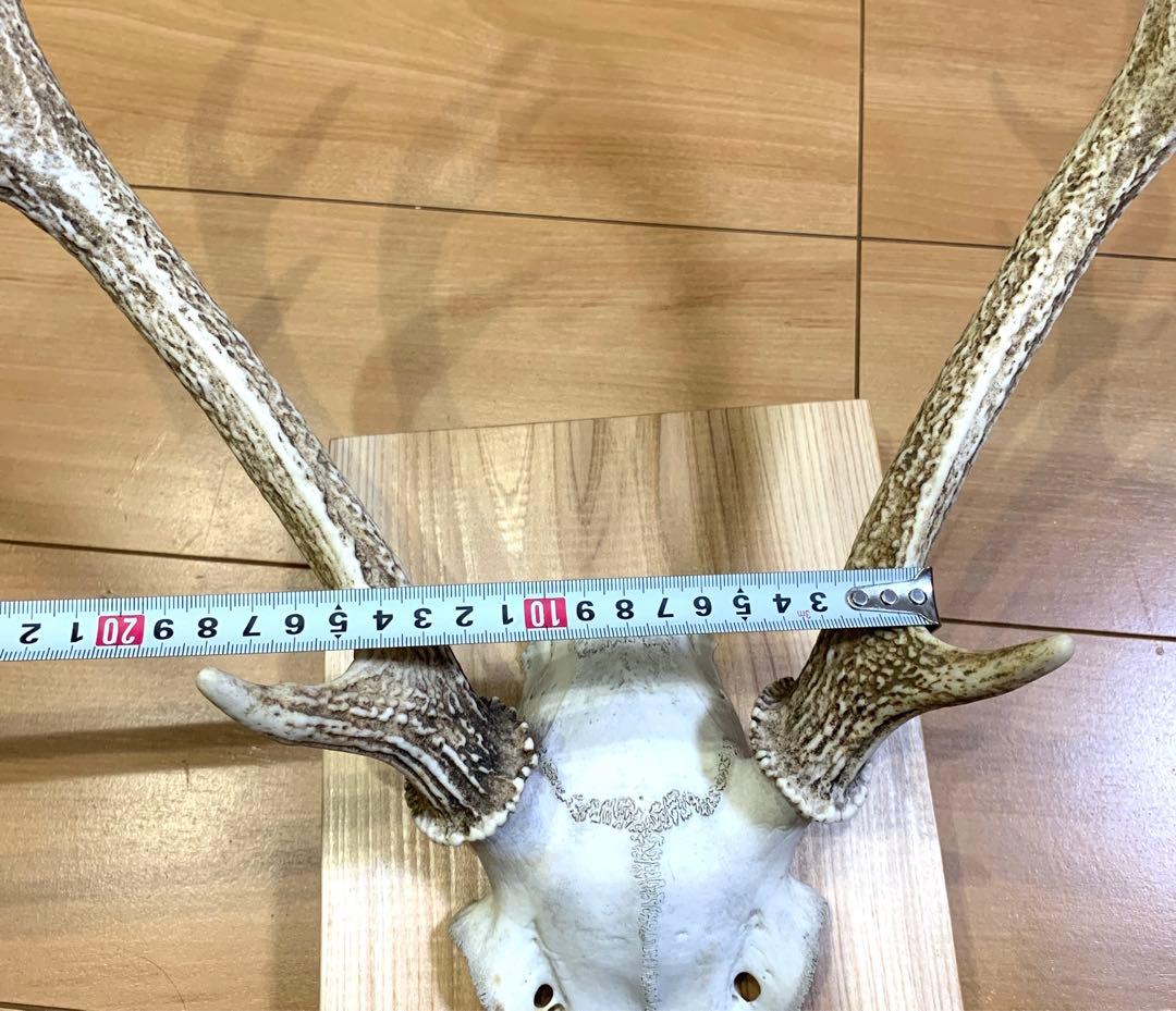ハンティングトロフィー　丹波篠山産　鹿の角　大幅値下げ！日本鹿　スカル　即日発送