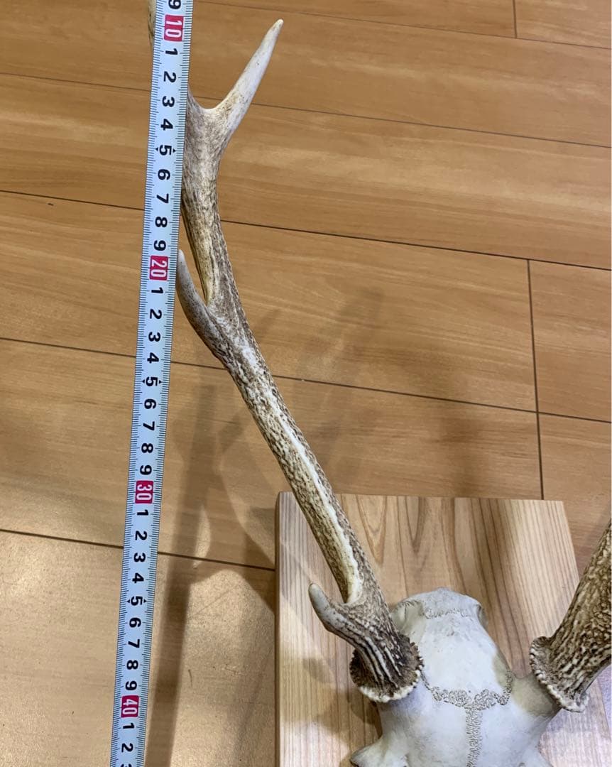 ハンティングトロフィー　丹波篠山産　鹿の角　大幅値下げ！日本鹿　スカル　即日発送