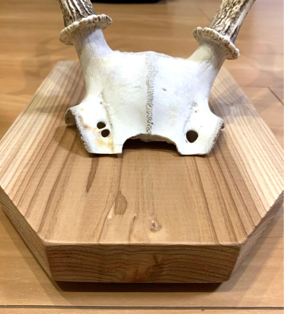 ハンティングトロフィー　丹波篠山産　鹿の角　大幅値下げ！日本鹿　スカル　即日発送