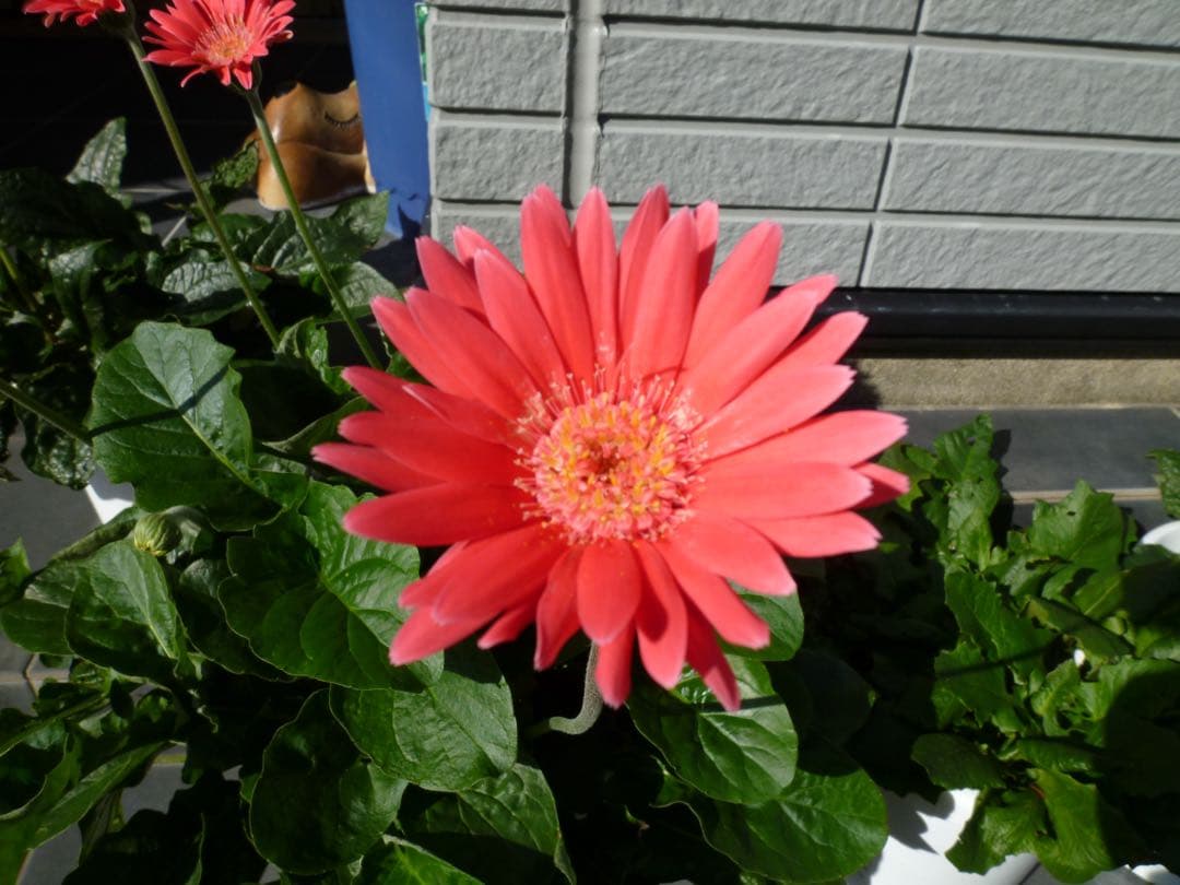 【美品✨】Panasonic LUMIX DMC-FX70 コンデジ　CCD