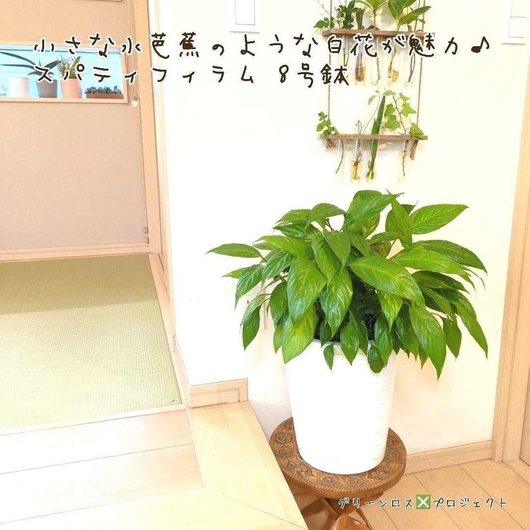 【B級品/大型観葉植物】小さな水芭蕉のような白花が魅力♪スパティフィラム 8号鉢
