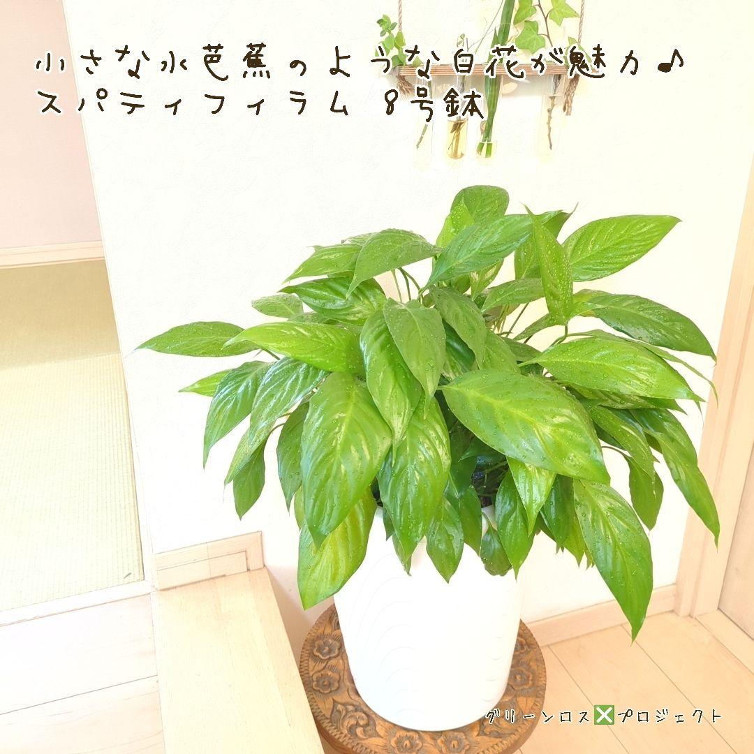 【B級品/大型観葉植物】小さな水芭蕉のような白花が魅力♪スパティフィラム 8号鉢