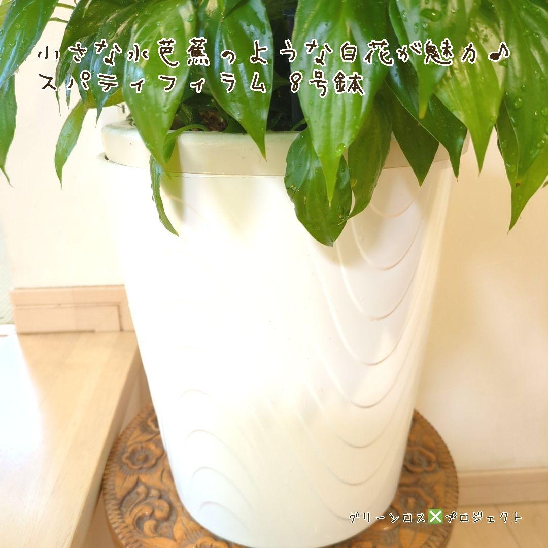 【B級品/大型観葉植物】小さな水芭蕉のような白花が魅力♪スパティフィラム 8号鉢