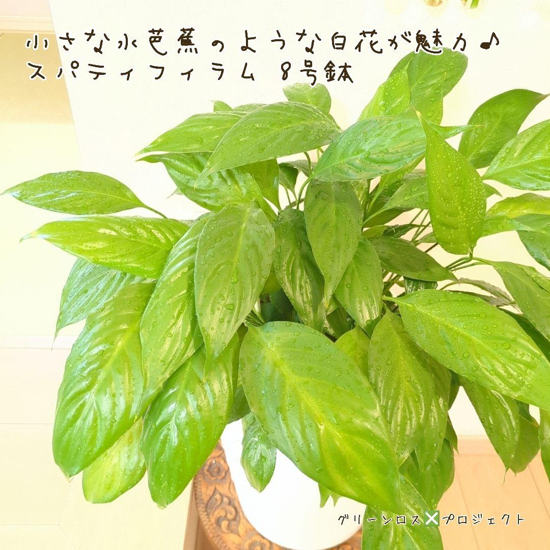 【B級品/大型観葉植物】小さな水芭蕉のような白花が魅力♪スパティフィラム 8号鉢