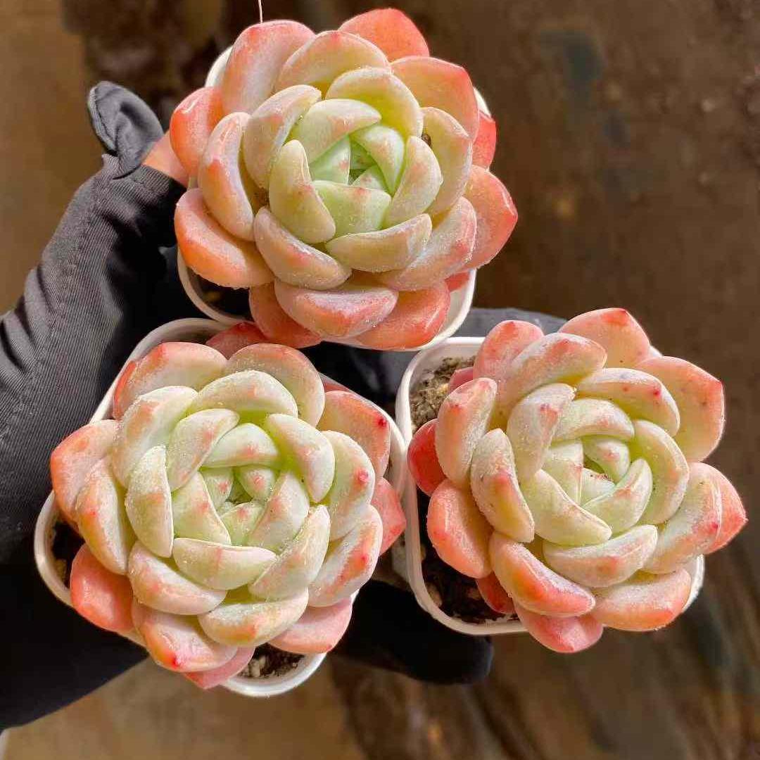 Top【選抜株】多肉植物　24863パープル　スプリング　ドリーム 8個　鉢無し