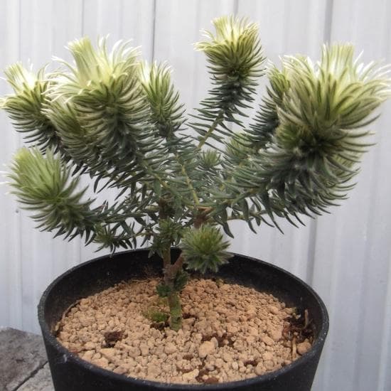 「フィリカ・プベッセンス ワフトフェザー」５号　Phylica