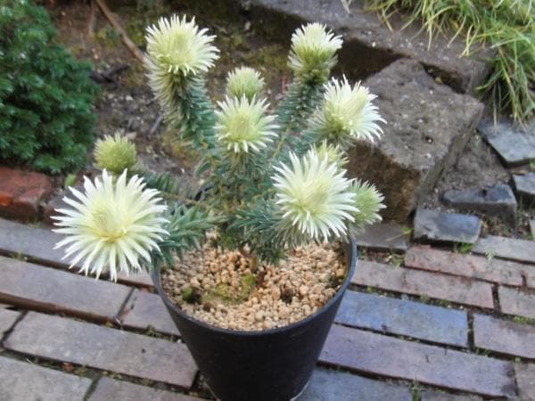 「フィリカ・プベッセンス ワフトフェザー」５号　Phylica
