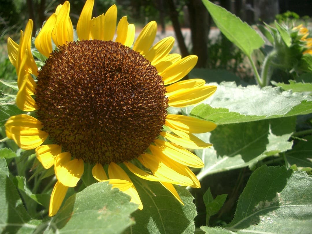 実写美⭕️【動作確認済】 CASIO EXILIM ZOOM EX-Z3