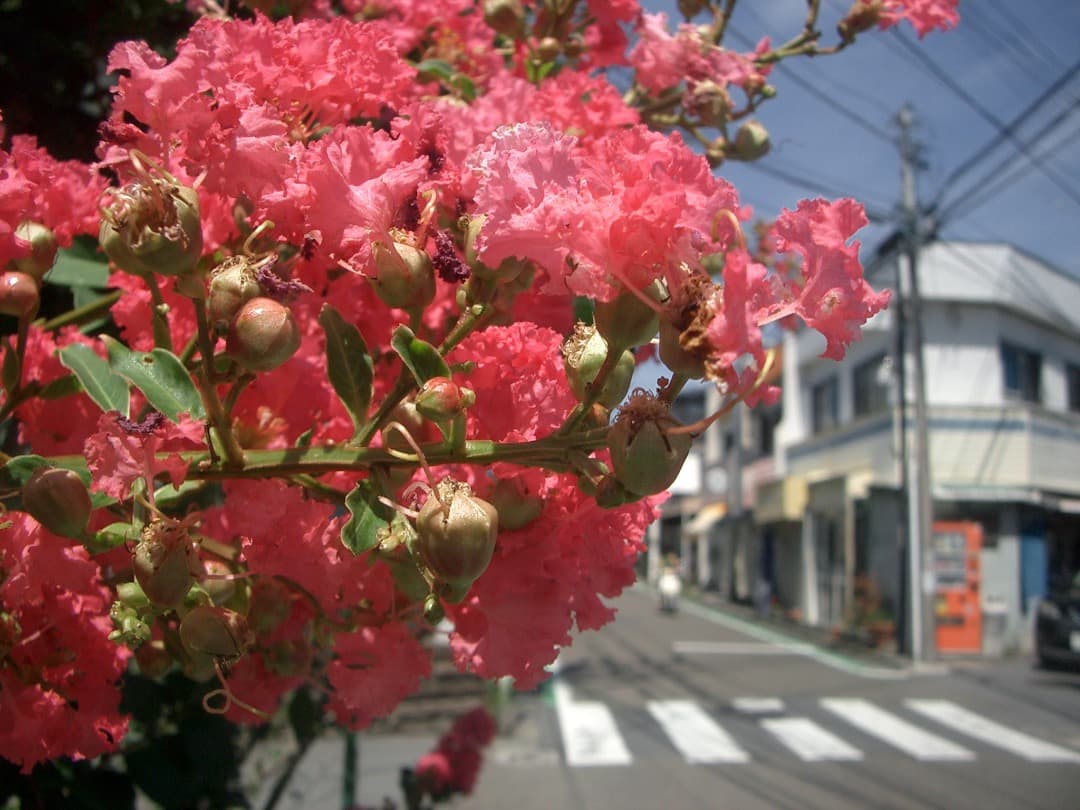 実写美⭕️【動作確認済】 CASIO EXILIM ZOOM EX-Z3