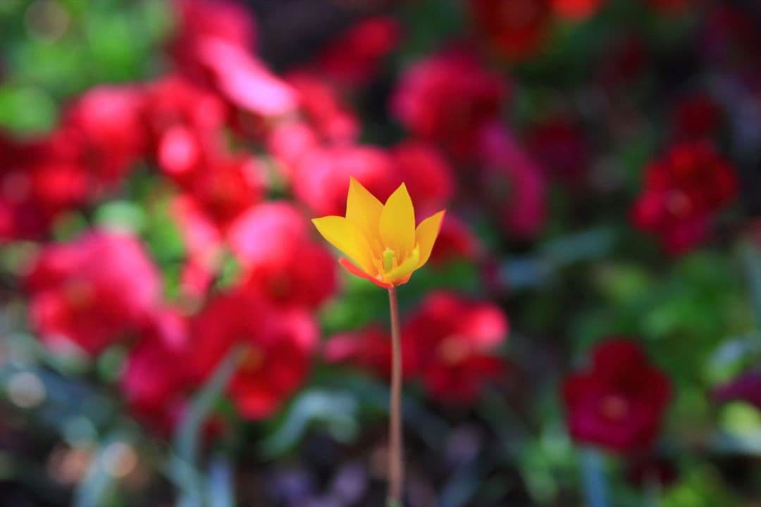 YONGNUO 100mm F2 単焦点レンズ　希少