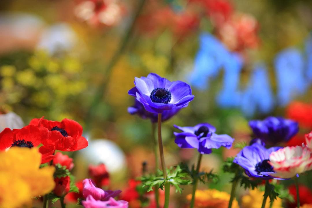 YONGNUO 100mm F2 単焦点レンズ　希少