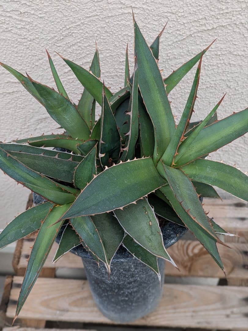 【現品・鉢まま出荷】かっこいい多頭株　アガベケルチョベイファジャパン・レッド