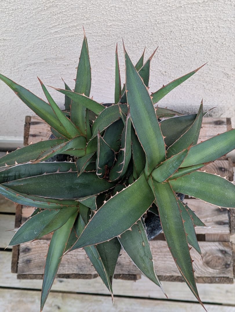 【現品・鉢まま出荷】かっこいい多頭株　アガベケルチョベイファジャパン・レッド