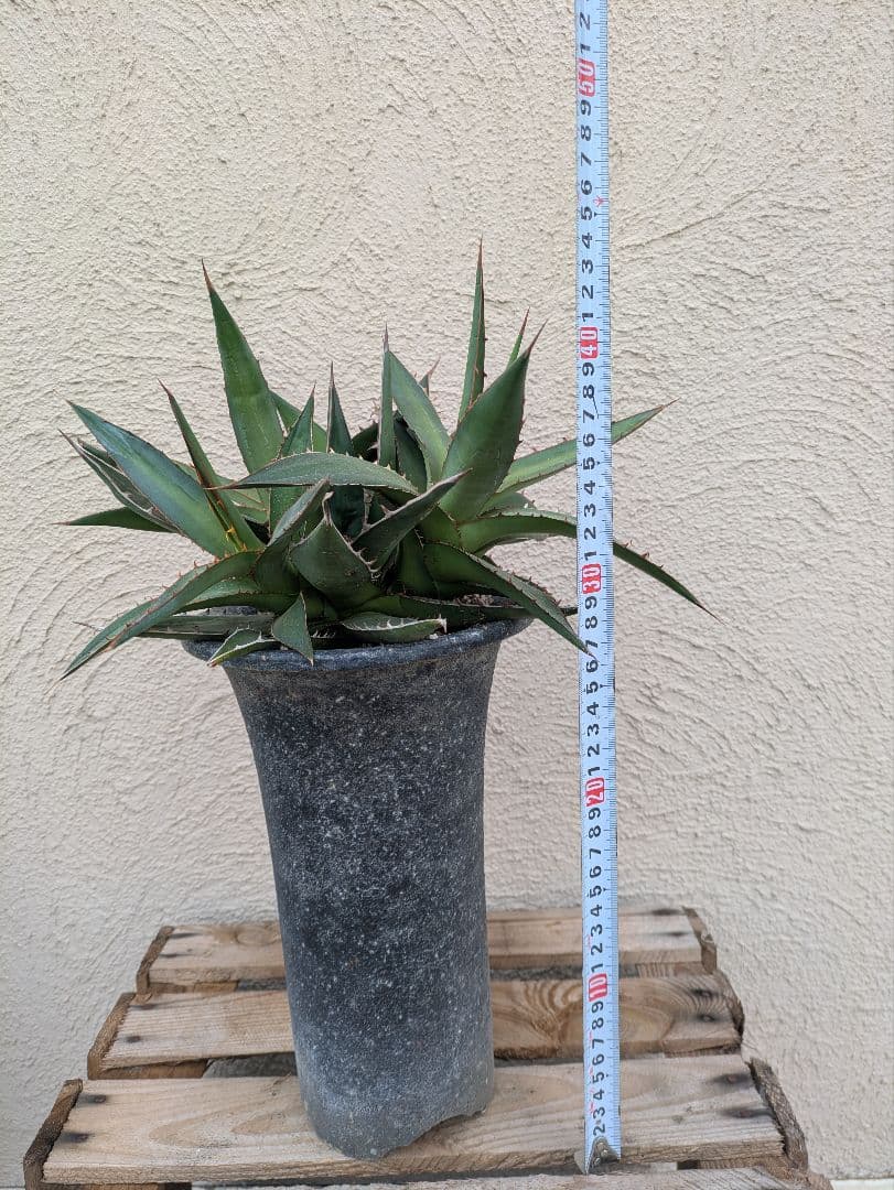 【現品・鉢まま出荷】かっこいい多頭株　アガベケルチョベイファジャパン・レッド