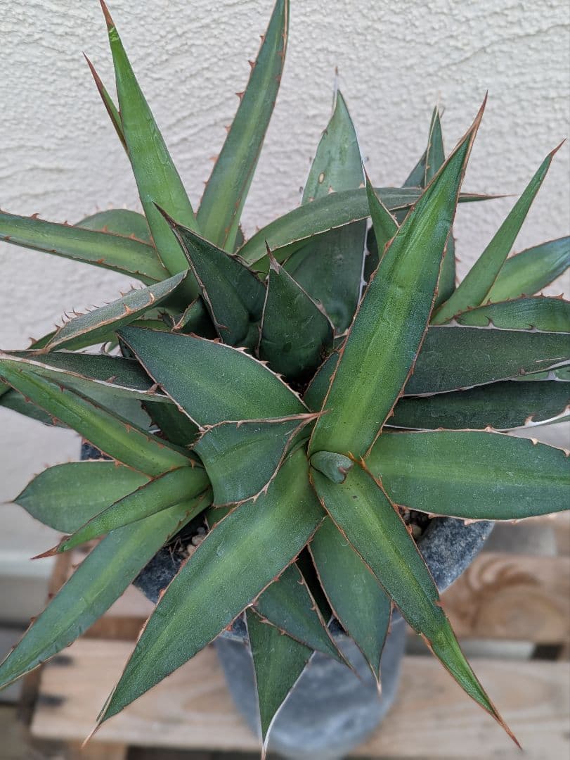 【現品・鉢まま出荷】かっこいい多頭株　アガベケルチョベイファジャパン・レッド