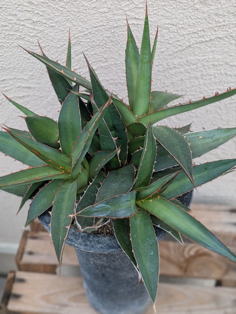 【現品・鉢まま出荷】かっこいい多頭株　アガベケルチョベイファジャパン・レッド