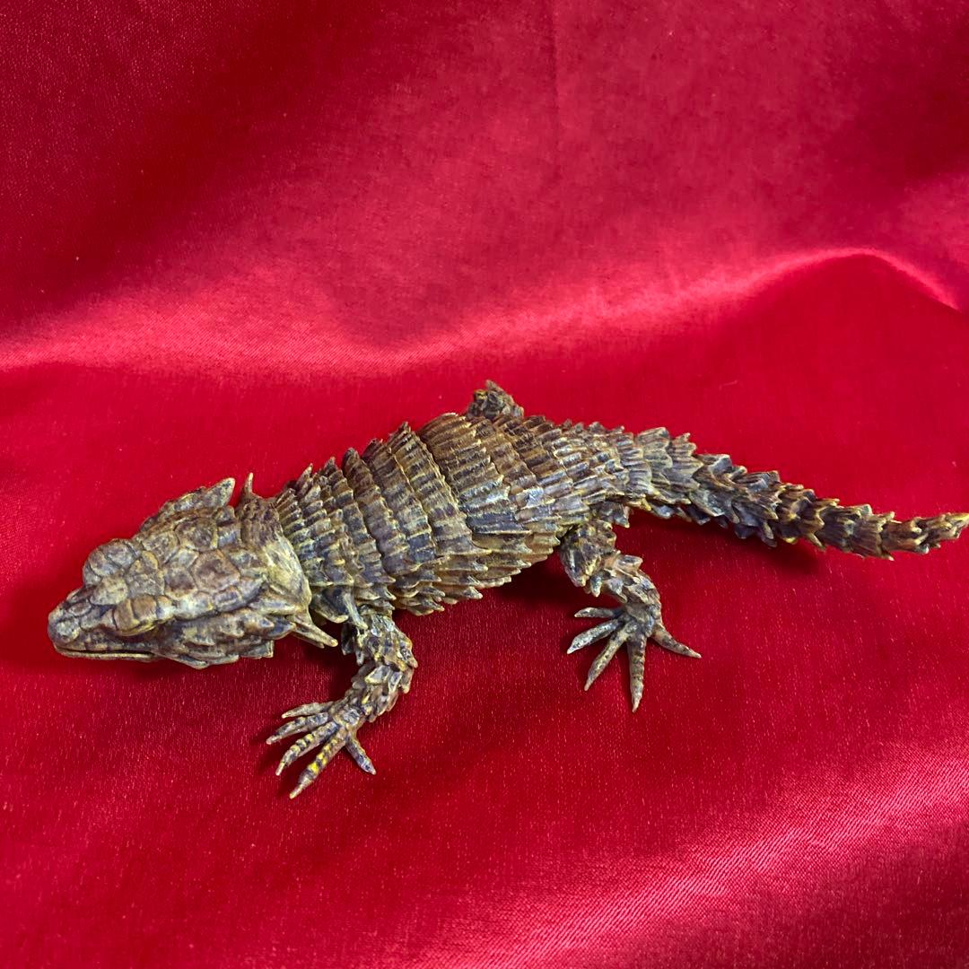 アルマジロトカゲ　リペイント品　だんごむし07 ガシャポンバンダイいきもの大図鑑